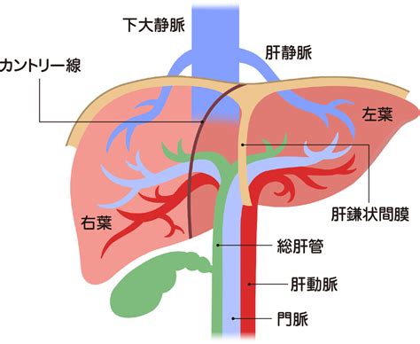 肝彎曲|大腸の名称分け。初心者はここだけは覚えておこう！…